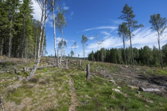 Cleared forest area, forestry, timber trade, near Sunne, Sweden