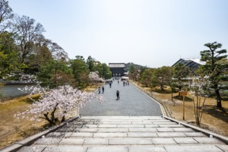 Wide path with blooming cherry trees, Niomon Gate of Ninna-ji Temple in the back, Buddhist temple
