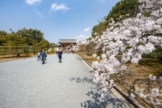 Wide path with blooming cherry tree, leads to the Chumon Gate of Ninna-ji Temple, Buddhist temple