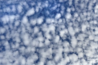 Dense cloudiness of with high white clouds Cirrocumulus Cirrocumulus clouds popularly sheep clouds