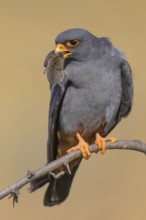 Red-footed falcon (Falco vespertinus), adult male sitting with a captured mouse, Kiskunság National