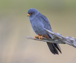 Red-footed falcon (Falco vespertinus), adult male sitting, Kiskunság National Park, Hungary