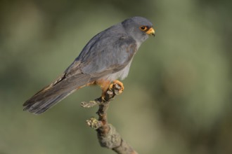 Red-footed falcon (Falco vespertinus), subadulte male sitting, Kiskunság National Park, Hungary