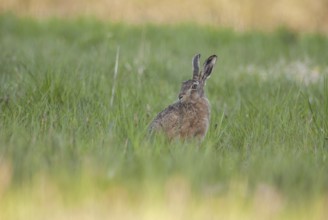 Brown hare sitting in grass contemplates surroundings. Bas Rhin, Alsace, France