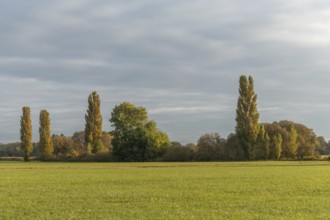 The serene landscape features golden poplars and green trees surrounded by fields. The mild autumn