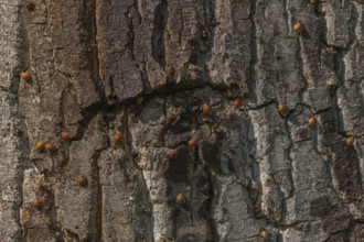 A large number of orange-colored insects are scattered across the rough wood of a tree. Sunlight