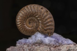 Ammonite fossils can be found on rocks. Details of the spiral reveal millions of years of evolution