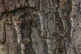 A large number of orange-colored insects are scattered across the rough wood of a tree. Sunlight