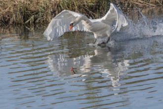 White swan floats away from the water surface and flaps its wings. Splashes create waves on water,