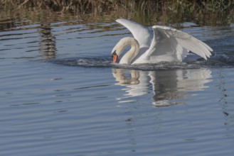 Swan swims casually on a pond at sunrise in winter. Bas rhin, Alsace, Grand Est, France