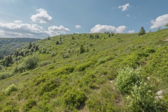 A green hill appears under a blue sky strewn with clouds. Nature is lush, with scattered shrubs and