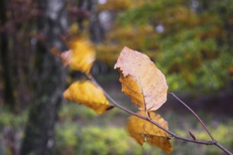 Branch with yellow autumn leaves, blurred background and light wind, Kreuztal Siegerland