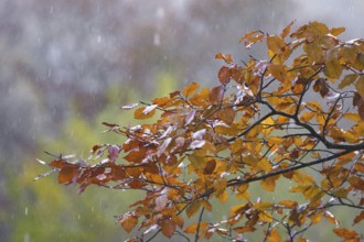 Autumn leaves on a branch in the rain against a blurred background, Siegen