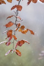 Red leaves on a thin branch in the rain against a blurred backdrop, Siegen