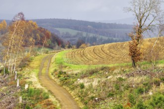 Colourful autumn trail through fields and hills, in mountain scenery, Kreuztal Siegerland