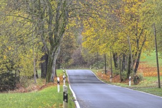 Asphalt road leads through an autumnal landscape with yellow trees, Siegerland