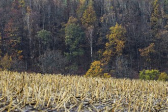 Bare trees in the forest with strong color contrast with dried straw fields in the foreground,