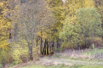 Trail leads through an autumnal forest with bright leaves, Siegen
