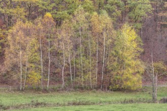 Birch trees with yellow autumn leaves stand in a natural forest environment, Siegerland