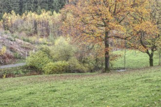 Landscape with a large tree and colorful autumn leaves in a meadow, Siegen
