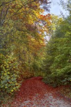 Colourful autumn forest trail with bright leaves that cover the path, Siegen 7