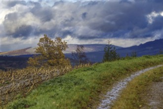 Cloudy sky over rolling hills and a path that leads past colorful autumn leaves, Kreuztal