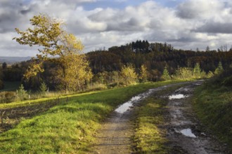 Muddy trail with puddles leads through autumnal landscape with clouds, Kreuztal Siegerland