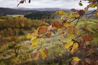 Branches with discolored autumn leaves in front of a blurred landscape, Kreuztal Siegerland