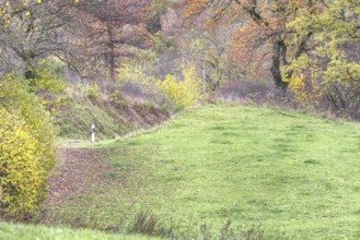 Wide meadow next to trees with colorful autumn leaves in a hilly landscape, Siegerland