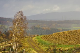 Misty hill trail lined with autumn trees, quiet landscape, Kreuztal Siegerland