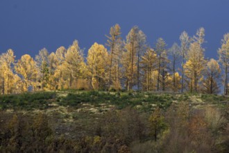 Autumn trees against a deep blue sky, atmospheric and quiet, Kreuztal Siegerland