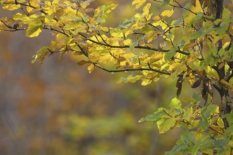 Close-up of yellow-green autumn leaves on a branch, Kreuztal Siegerland