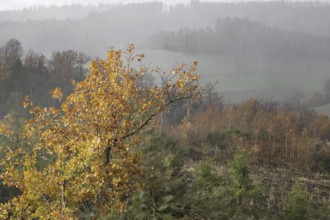 Mystical autumn tree in fog on a hill, Kreuztal Siegerland