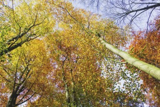 View of the treetops with autumn leaves in bright colors against the sky, Viersen (Süchtelner