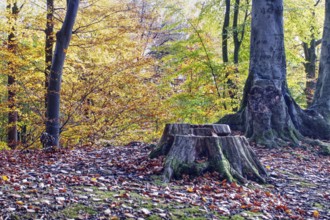 A tree stump in the colorful autumnal forest, Viersen (Süchtelner Höhen)