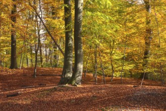 Autumn forest covered with deciduous soil and rolling hills, Viersen (Süchtelner Höhen)