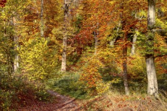 Lively colored autumn forest with a small trail, Viersen (Süchtelner Höhen)