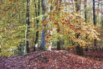 An autumnal forest with colorful leaves and trees, Viersen (Süchtelner Höhen)