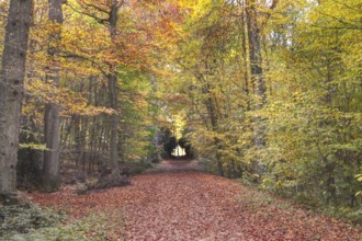 A forest trail is covered with colorful autumn leaves, surrounded by trees and autumn light,