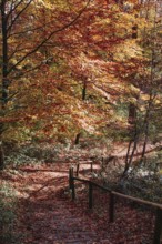 Forest trail with steps and intense autumn colors, Viersen (Süchtelner Höhen)