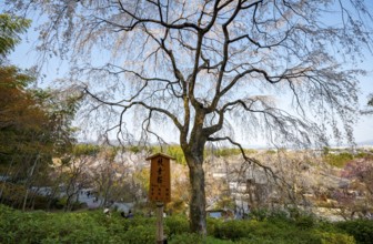 Blooming cherry trees Sogenchi Teien Japanese Garden, Tenryu-ji, Zen Buddhist temple complex,