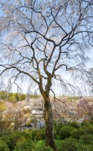 Blooming cherry trees Sogenchi Teien Japanese Garden, Tenryu-ji, Zen Buddhist temple complex,