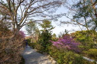 Blooming bushes in Sogenchi Teien Japanese Garden, Tenryu-ji, Zen Buddhist temple complex,