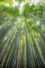 Towering bamboo stems in Arashiyama bamboo forest, Kyoto, Japan