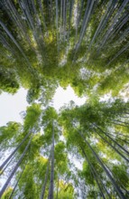 Looking up into the treetops, towering bamboo trunks in Arashiyama bamboo forest, Kyoto, Japan