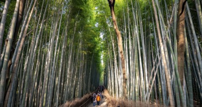 Visitors on their way through bamboo forest, towering bamboo trunks in Arashiyama bamboo forest,