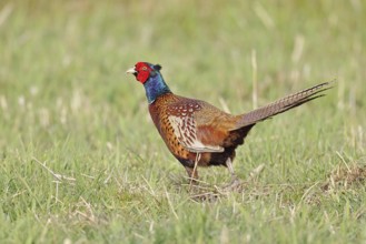 Pheasant, hunting pheasant (Phasianus colchicus), adult male bird in a meadow, wildlife, lembruch,