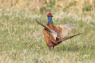 Pheasant, hunting pheasant (Phasianus colchicus), adult male bird courting in a meadow, area