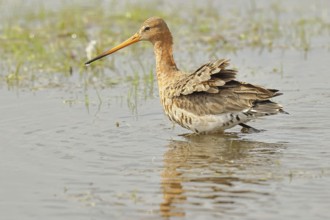 Greenpike (Limosa limosa) runs in shallow water in a moor, snipe birds, wildlife, nature