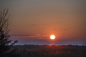 Sunrise on the lagoon, flying cranes above (Grus grus), Ahrenshoop, Darß, Mecklenburg-Western